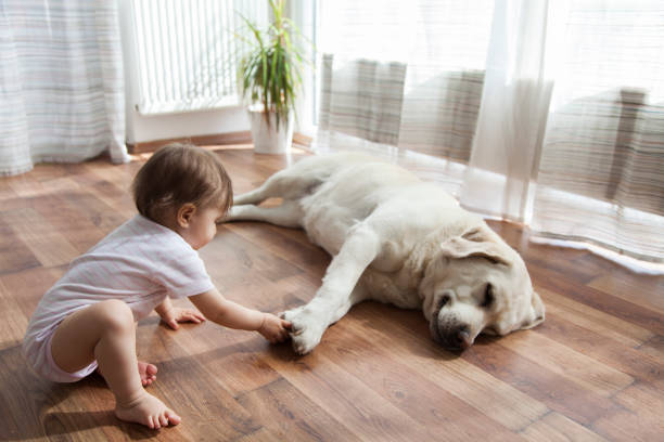 Baby girl playing with dog on | Gregory's Paint and Flooring
